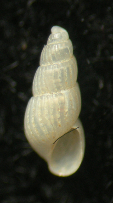 Chrysallida decussata